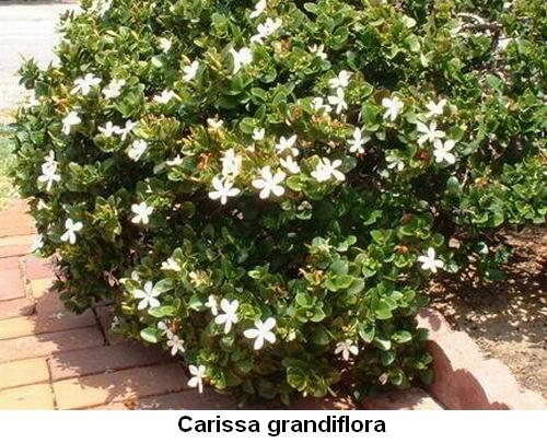 Carissa grandiflora.jpg